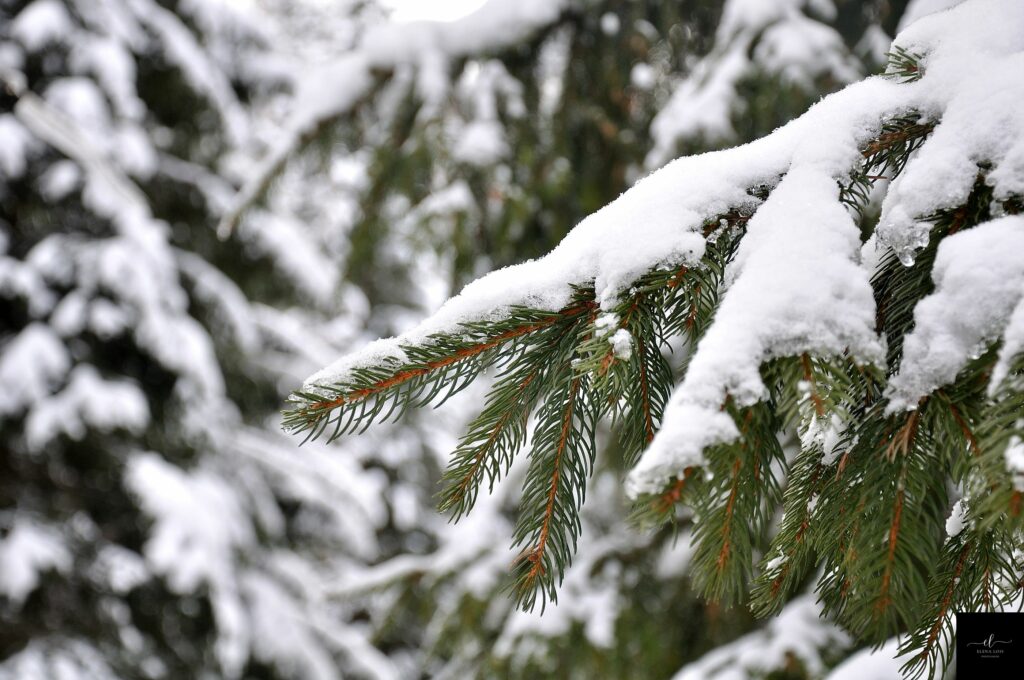 neve9_F_